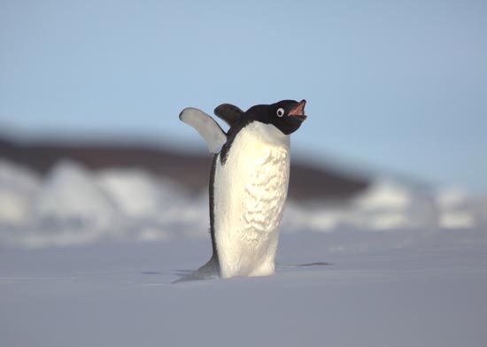 ANTARCTICA- A penguin, with its beak open and its wings outstretched. (Photo credit: National Geographic Channels/Jeremiah Kelley)
