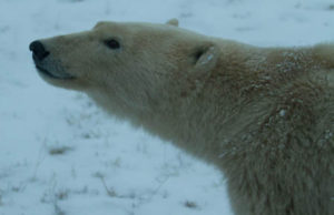 kutup ayısı istilası belgeseli nat geo wild