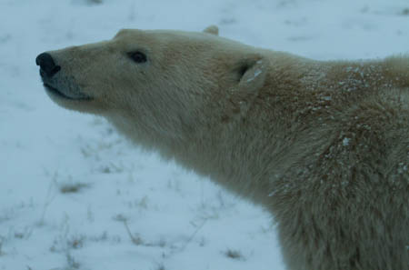 kutup ayısı istilası belgeseli nat geo wild